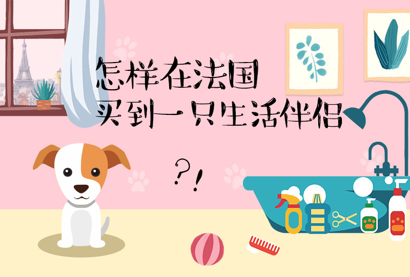 法国狗狗购买详解,你的狗子正在路上!